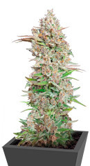 Godzilla Cookies Auto fem (Herbies Seeds)