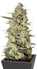 Auto Hindu Kush fem (Bulk Seed Bank)