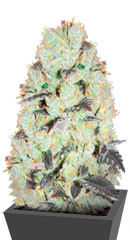 NHL Diesel fem (Victory Seeds) семена конопли