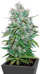 Northern Lights #5 X Haze fem (Sensi Seeds)