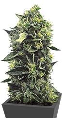 OG Kush regular (Humboldt Seeds)