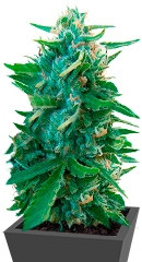 Sugar Black Rose regular (Delicious Seeds)