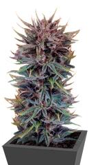 Trance fem (Dutch Passion)