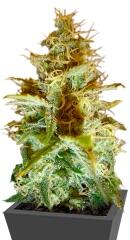 White Russian regular (Serious Seeds)