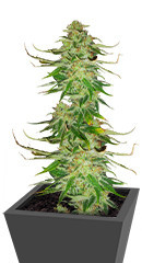 WiFi Kush fem (AlphaFem Seeds) семена конопли