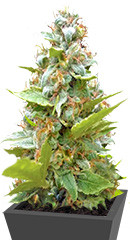 Blueberry fem (Sumo Seeds)