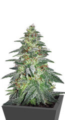 Bruce Banner #3 fem (Original Sensible Seeds)