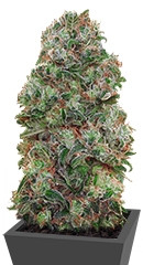 Bubble Gum fem (00 Seeds)