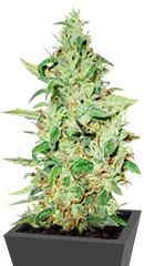 Euforia fem (Dutch Passion)