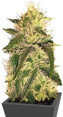 Mango Chutney fem (Dr. Krippling Seeds)