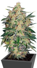 Nebula II CBD fem (Paradise Seeds)