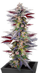 Pink Sunset by Sherbinskis fem (Silent Seeds)