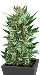 Royal Cheese Automatic fem (RQS)