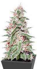 Spinning Buzz Kick Auto fem (Dr. Krippling Seeds)