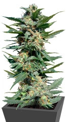 Big Devil #2 Auto fem (Sweet Seeds)