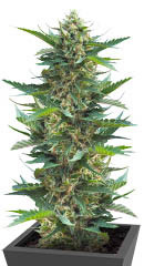 Gorilla Cookies Fast fem (High Speed ​​Buds)