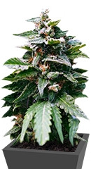 Karibeña (Karibbean Mango) fem (Kannabia Seeds)