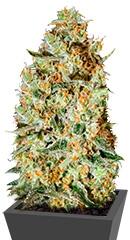 Nepal Gold fem (Bulk Seed Bank)