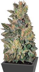 Spiritual Punk fem (Samsara Seeds)