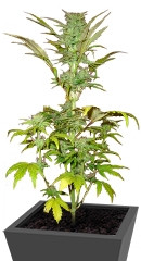 Short Rider Automatic fem (Nirvana Seeds)