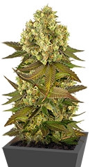 Sour Blueberry regular (Humboldt Seeds)