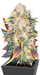 White Berry fem (Paradise Seeds)