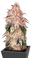 Aurora Indica fem (Nirvana Seeds)