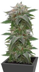 Bubba Kush 2.0 fem (Humboldt Seeds)