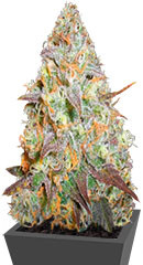 Chocodope fem (Victory Seeds)