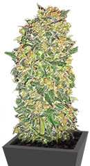 Chocolate Kush fem (00 Seeds)