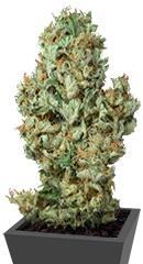 Dinamex Autoflowering fem (Dinafem Seeds)