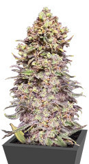 Gran Purple Banner Auto fem семена конопли