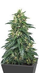 Hypnotic fem (Anaconda Seeds)