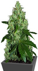 Lemon Kush fem (Female Seeds)