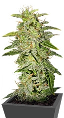 Money Maker fem (Strain Hunters)