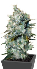 Medusa fem (Nirvana Seeds)