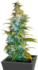 Northern Light fem (Bulk Seed Bank)