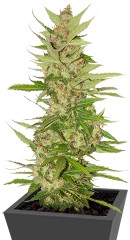 Northern Lights x Big Bud Auto fem (World of Seeds)