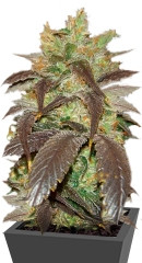 Spoetnik #1 fem (Paradise Seeds)