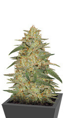 Wedding Cake Auto fem (Barney's Farm)