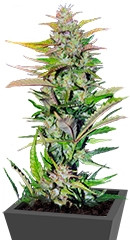 Black Jack fem (Sweet Seeds)