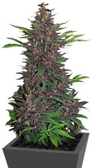 Buddha Purple Kush Auto fem (Buddha Seeds)