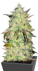 Сорт Marmalate Early Version мини