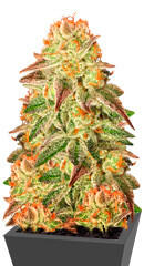 Mob Boss fem (Anesia Seeds)