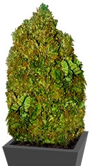 Money Bush fem (Heavyweight Seeds)