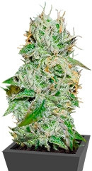 Original Juan Herer fem (Delicious Seeds)