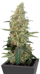 Power Plant regular (Dutch Passion)