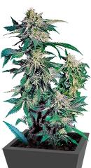 Skunk Kush fem (Sensi Seeds)