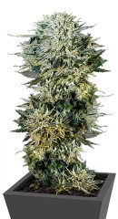 Sugar Gom auto fem (Grass-O-Matic)