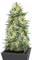 Auto White Widow fem (00 Seeds)